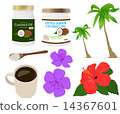 Everlasting summer coconut 14367601