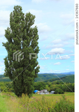  肯和瑪麗的樹 14367660