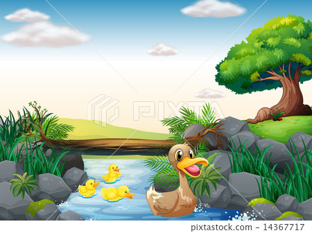 Ducks and river Ducks and river 14367717