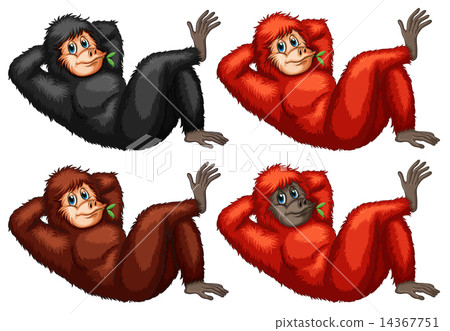 Orangutans Orangutans 14367751