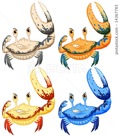 Crab 14367765
