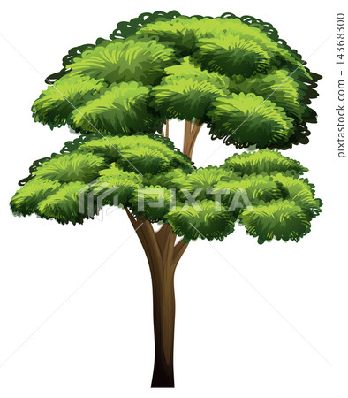 Tree 14368300