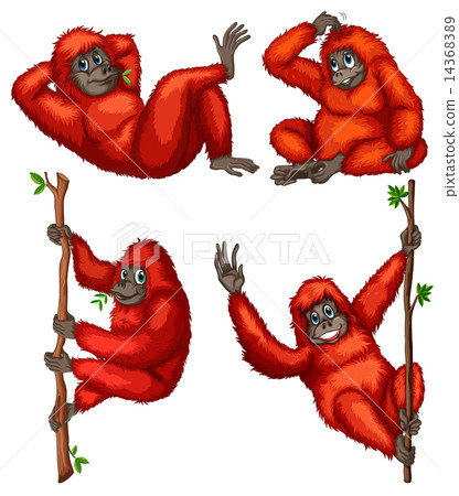 Orangutan 14368389