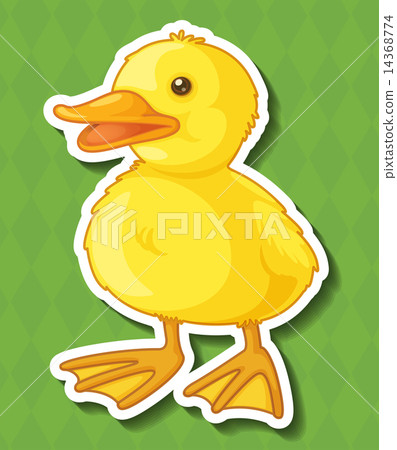 Duck 14368774