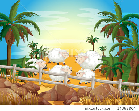 Sheep and farm 14368804