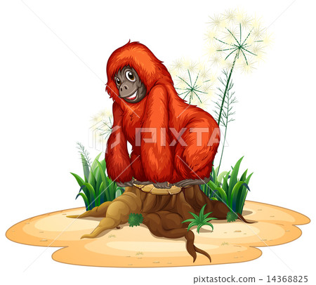 Orangutan 14368825