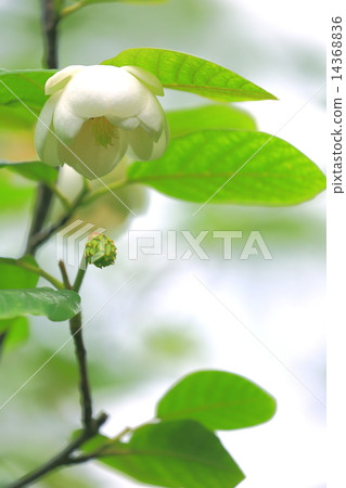 White flower of Ooyama bride 14368836