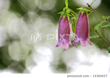 Purple flower of fireflies 14368837