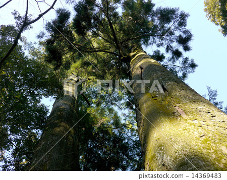 Cedars and sky 14369483