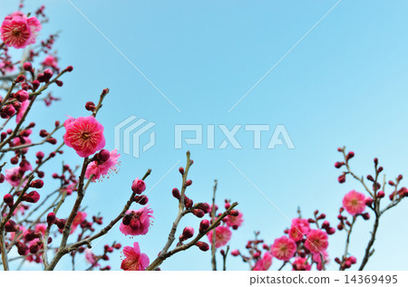 紅色李子和藍天 紅色李子和藍天 14369495