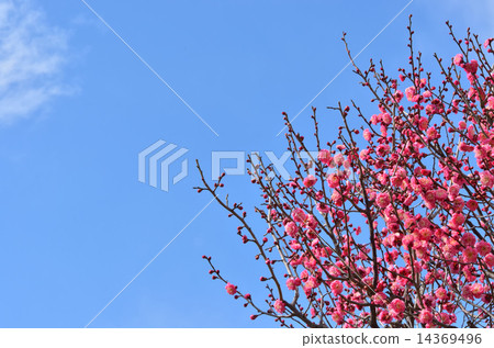 紅色李子和藍天 14369496