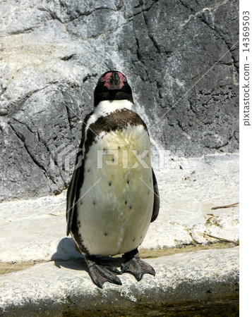 Penguin Penguin 14369503