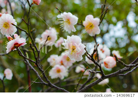 在Temma Shrine的櫻花 14369617