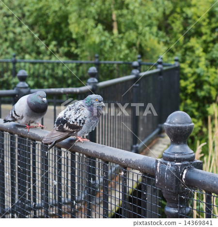 Two pigeons on a fence Two pigeons on a fence 14369841
