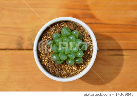 多肉植物Optusa 多肉植物Optusa 14369845