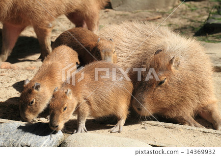 水豚的寶貝 14369932