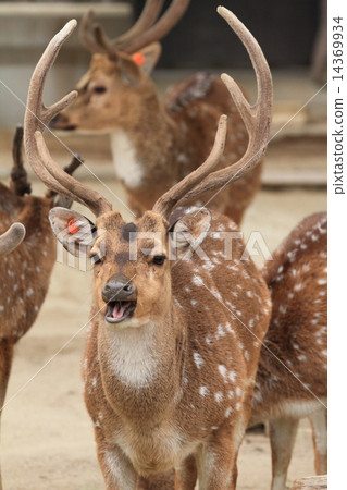 男Axisikica 14369934