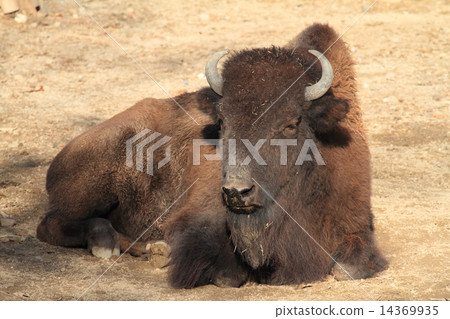 美洲野牛 14369935