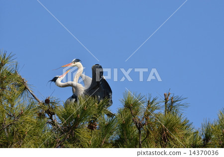 Making nests of Hawthorn Making nests of Hawthorn 14370036