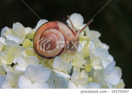 Hydrangea and snail 14370047
