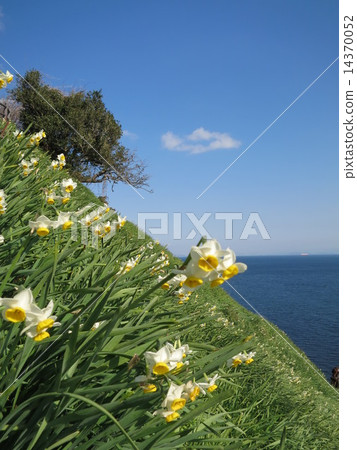 水仙和藍天和海 14370052
