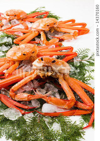 Red Snow crab 14370160