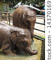 Bathing in an elephant 14370169