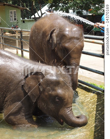 沐浴在大象 14370169