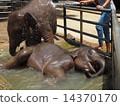 Bathing in an elephant 14370170