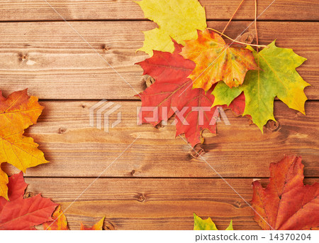 Maple leaves over the wooden boards Maple leaves over the wooden boards 14370204