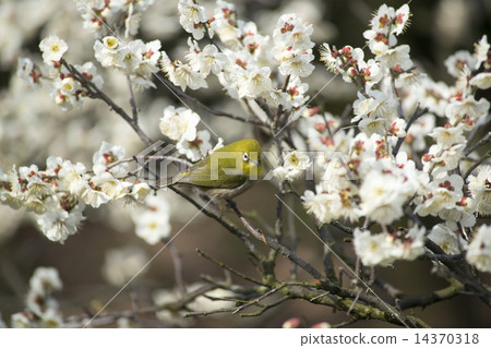 Mejiro on plum 14370318