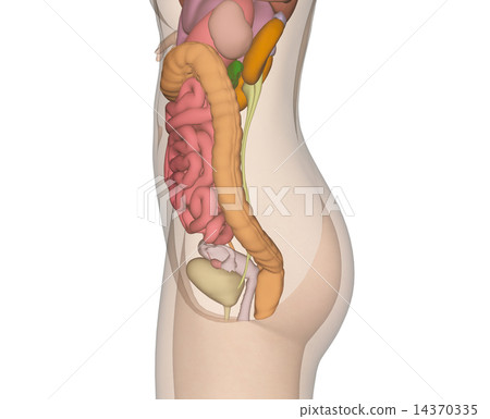 人體標本的解剖傳輸真正的3DCG例證材料 14370335