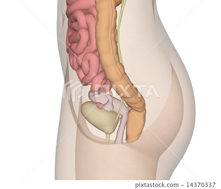 人體標本的解剖傳輸真正的3DCG例證材料 人體標本的解剖傳輸真正的3DCG例證材料 14370337