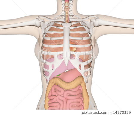 人體標本的解剖傳輸真正的3DCG例證材料 14370339