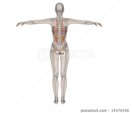 Anatomical transmission of human body specimen Real 3DCG illustration material 14370348