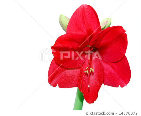 flower, Hippeastrum 14370372