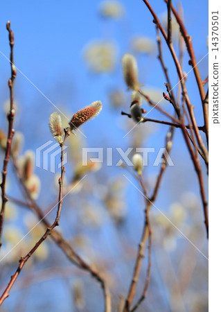 Flower of silvery white cat on will at Sarin Park Flower of silvery white cat on will at Sarin Park 14370501
