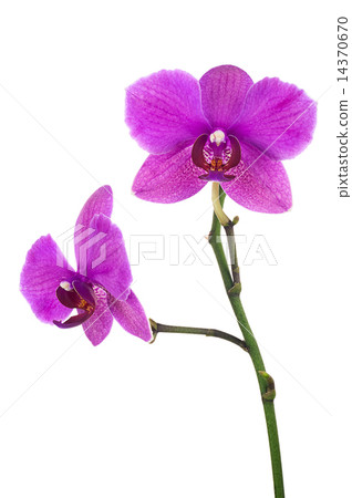 Blooming twig of lilac orchid isolated on white background. 14370670