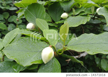Oyoyama age of Yagogatake 14371018