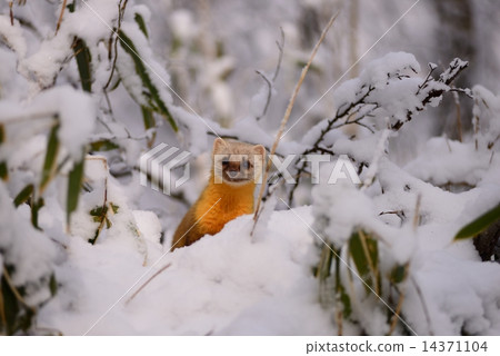 金剛山十里在雪地裡 14371104