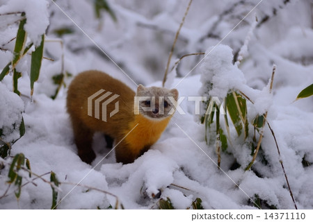 Mt. Geumgang ten in the snow 14371110