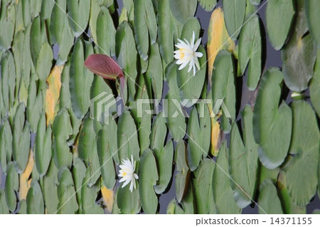 Water lily leaves 14371155