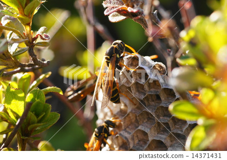 The nest of Ashana-nagi 14371431