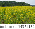 Rapeseed field 14371434