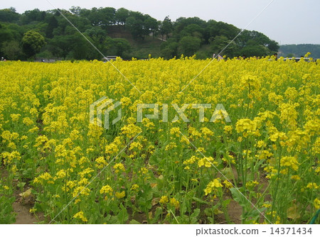 Rapeseed field Rapeseed field 14371434