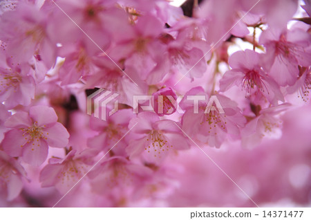 湘南半沼·河津櫻花 14371477