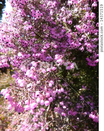 Janome Erika 14371519