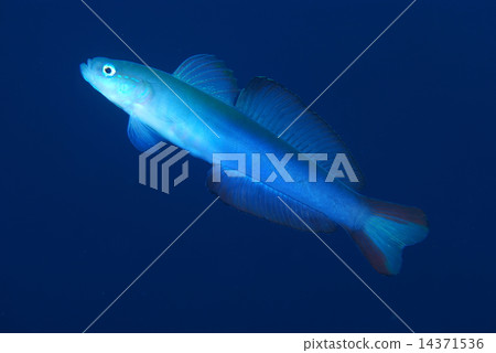 Kuroyurihaze 14371536