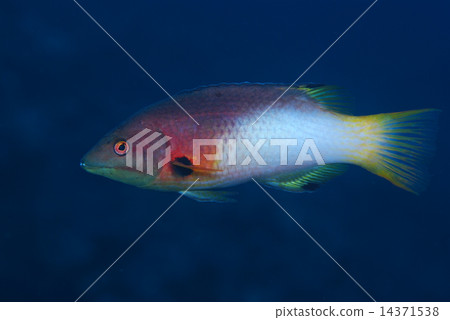 Sumitsukibera 14371538