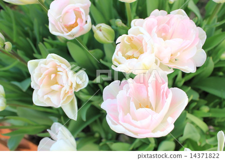 Pink tulip 14371822